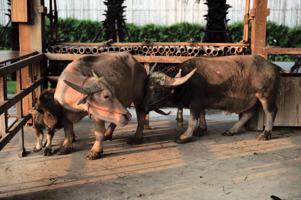 The Buffalo Amphawa Hotel Samut Songkhram Exterior photo